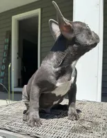 Knox, a male French Bulldog for sale in Warrenton, MO – 4 of 10