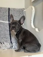 Knox, a male French Bulldog for sale in Warrenton, MO – Photo 4 of 9