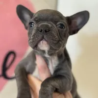 Knox, a male French Bulldog for sale in Warrenton, MO – Photo 8 of 9