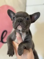 Knox, a male French Bulldog for sale in Warrenton, MO – Photo 3 of 7