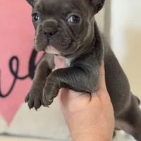 Knox, a male French Bulldog for sale in Warrenton, MO – Photo 9 of 9