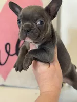 Knox, a male French Bulldog for sale in Warrenton, MO – Photo 1 of 7