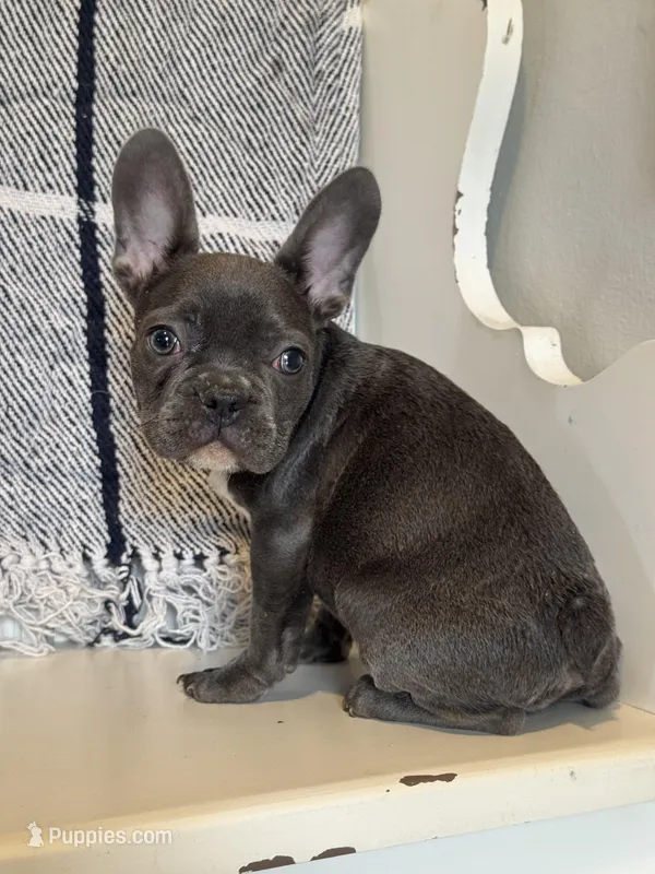 Knox – French Bulldog puppy for sale in Warrenton, MO