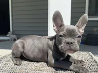 Knox, a male French Bulldog for sale in Warrenton, MO – 3 of 10