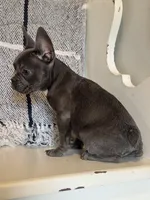 Knox, a male French Bulldog for sale in Warrenton, MO – Photo 3 of 9