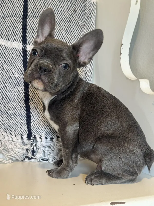 Knox – French Bulldog puppy for sale in Warrenton, MO