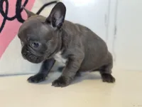 Knox, a male French Bulldog for sale in Warrenton, MO – Photo 5 of 7