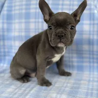 Knox, a male French Bulldog for sale in Warrenton, MO – Photo 6 of 9
