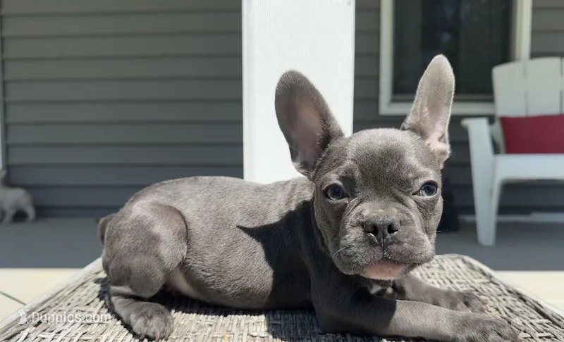 Knox – French Bulldog puppy on hold in Warrenton, MO