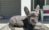 Knox, a male French Bulldog for sale in Warrenton, MO – 1 of 10