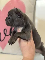 Knox, a male French Bulldog for sale in Warrenton, MO – Photo 6 of 7