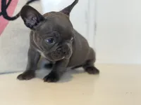 Knox, a male French Bulldog for sale in Warrenton, MO – Photo 4 of 7