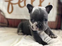 Scar-Face, a male French Bulldog for sale in Warrenton, MO – 2 of 9