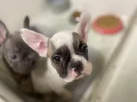 Chance (ready 3/20), a male French Bulldog for sale in Warrenton, MO – Photo 5 of 9