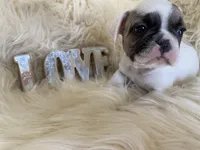 Chance (ready 3/20), a male French Bulldog for sale in Warrenton, MO – Photo 9 of 9