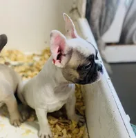 Chance (ready 3/20), a male French Bulldog for sale in Warrenton, MO – Photo 2 of 9