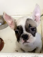 Chance (ready 3/20), a male French Bulldog for sale in Warrenton, MO – Photo 1 of 9