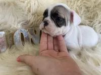 Chance (ready 3/20), a male French Bulldog for sale in Warrenton, MO – Photo 7 of 9