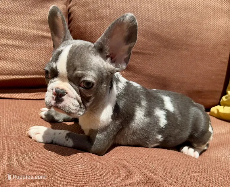 Rain – French Bulldog puppy for sale in Warrenton, MO
