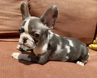 Rain, a female French Bulldog for sale in Warrenton, MO – 2 of 10