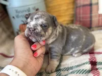Dream, a female French Bulldog for sale in Warrenton, MO – 8 of 8