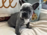 Blue Jean, a female French Bulldog for sale in Warrenton, MO – 4 of 8