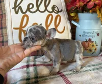 Pumpkin, a male French Bulldog for sale in Warrenton, MO – 9 of 10