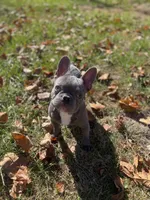 Lilac T-Bone, a male French Bulldog for sale in Warrenton, MO – Photo 4 of 10