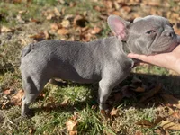 Lilac T-Bone, a male French Bulldog for sale in Warrenton, MO – Photo 1 of 10