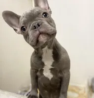 Lilac T-Bone, a male French Bulldog for sale in Warrenton, MO – Photo 6 of 10
