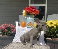 Lilac T-Bone, a male French Bulldog for sale in Warrenton, MO – Photo 8 of 10