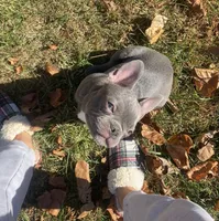 Lilac T-Bone, a male French Bulldog for sale in Warrenton, MO – Photo 5 of 10