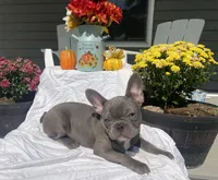Lilac T-Bone, a male French Bulldog for sale in Warrenton, MO – Photo 7 of 10