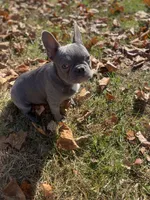 Lilac T-Bone, a male French Bulldog for sale in Warrenton, MO – Photo 3 of 10