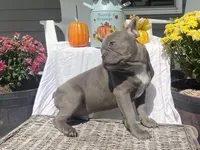 Lilac T-Bone, a male French Bulldog for sale in Warrenton, MO – Photo 9 of 10