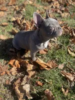 Lilac T-Bone, a male French Bulldog for sale in Warrenton, MO – Photo 2 of 10