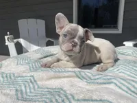 Nova 3/16, a female French Bulldog for sale in Warrenton, MO – Photo 1 of 10