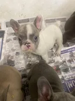 Nova 3/16, a female French Bulldog for sale in Warrenton, MO – Photo 3 of 10
