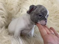 Nova 3/16, a female French Bulldog for sale in Warrenton, MO – Photo 9 of 10