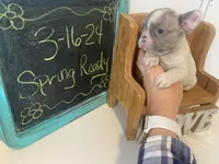 Nova 3/16, a female French Bulldog for sale in Warrenton, MO – Photo 6 of 10