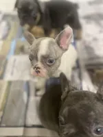 Nova 3/16, a female French Bulldog for sale in Warrenton, MO – Photo 7 of 10