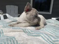 Nova 3/16, a female French Bulldog for sale in Warrenton, MO – Photo 2 of 10
