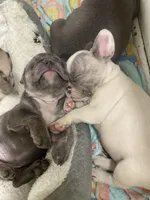 Nova 3/16, a female French Bulldog for sale in Warrenton, MO – Photo 4 of 10