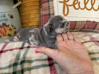 Dream, a female French Bulldog for sale in Warrenton, MO – 3 of 8