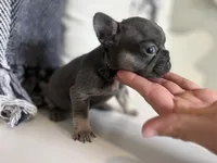 Dream, a female French Bulldog for sale in Warrenton, MO – Photo 1 of 8