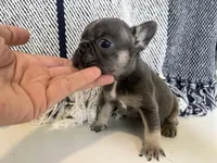 Dream, a female French Bulldog for sale in Warrenton, MO – Photo 4 of 8