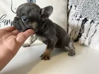 Dream, a female French Bulldog for sale in Warrenton, MO – Photo 6 of 8