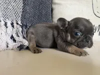 Dream, a female French Bulldog for sale in Warrenton, MO – Photo 2 of 8