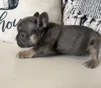 Dream, a female French Bulldog for sale in Warrenton, MO – Photo 3 of 8