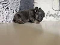 Dream, a female French Bulldog for sale in Warrenton, MO – Photo 5 of 8